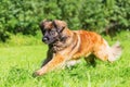 Leonberger dog runs over the meadow Royalty Free Stock Photo