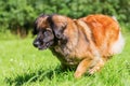 Leonberger dog runs over the meadow Royalty Free Stock Photo