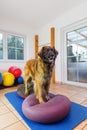 Leonberger stands on a training device in an physiotherapy office Royalty Free Stock Photo