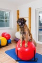 Leonberger stands on a training device in an physiotherapy office Royalty Free Stock Photo