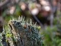 Picture with lichens on an old tree trunk, spring landscape Royalty Free Stock Photo
