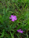 Picture  lilac flower in green grass Royalty Free Stock Photo