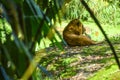 Picture of lion under bamboo tree Royalty Free Stock Photo