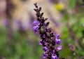 Drone bee pollinating lavender flowers Royalty Free Stock Photo