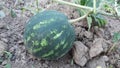 Little watermellon in garden Royalty Free Stock Photo