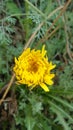 Picture of little yellow flower in bright sunshine with green blur Royalty Free Stock Photo