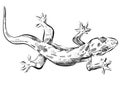 Picture with lizard vector. Graphics on white background