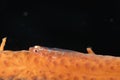 A picture of a loki whip goby Royalty Free Stock Photo