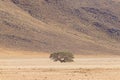 Picture of a lonely acacia tree in a dry desert landscape in Namibia during the day Royalty Free Stock Photo