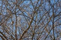 Single Robin In Teisted Branches Of Tree.