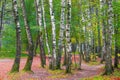 Picture a lot of birch trees in park