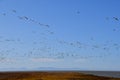 A picture of a lot of Snow Goose flying through the sky at once, and covering the sky.