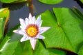 Picture of a lotus flower, selective focus
