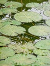 A picture of lotus leaves on a pond