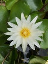 A picture of a lotus in the pond