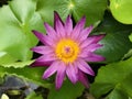 A picture of a lotus in the pond