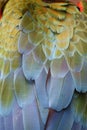 Macaw feathers Royalty Free Stock Photo