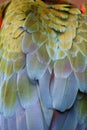 Macaw feathers Royalty Free Stock Photo