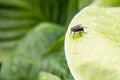 sarcophaga carnaria, also called the common flesh fly, or the european fly, laying alone on a green leaf, on a macro shot Royalty Free Stock Photo