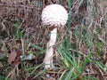 Picture of a Macrolepiota procera, a delicious mushroom also called `parasol mushroom`. Royalty Free Stock Photo