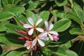 Magnolia Champa Flower in Park Red Color