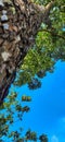 Picture of a mahogany tree against a bright blue sky