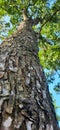 Picture of a mahogany tree against a bright blue sky