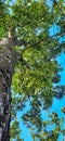 Picture of a mahogany tree against a bright blue sky