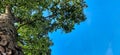 Picture of a mahogany tree against a bright blue sky