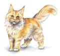 Red-headed Maine Coon cat