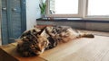 A picture of a Maine Coon kitten sleeping on a wooden table against the background of minimalistic kitchen, selective focus Royalty Free Stock Photo