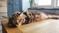A picture of a Maine Coon kitten sleeping on a wooden table against the background of minimalistic kitchen, selective focus Royalty Free Stock Photo