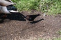 A picture of a male Brown-headed cowbird perching on the ground. Royalty Free Stock Photo