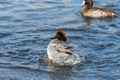 A picture of a male Green-winged teal bathing in the lake. Royalty Free Stock Photo