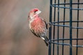 A picture of male House finch on the feeder.