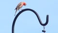 Male House Finch on Shepherds Hook Looking Down at the Ground Funny Royalty Free Stock Photo