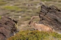 Male ibex in Sierra Nevada national park, granada, Spain