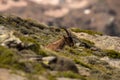 Male Ibex in Sierra Nevada national park, granada, Spain