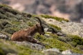 Male ibex in Sierra Nevada national park, granada, Spain