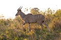 A male Kudu at sunset portrayed during a safari in the Hluhluwe - Imfolozi National Park, South africa