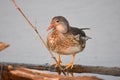 A picture of a male Mandarin duck that has finished molting its feathers for the summer. Royalty Free Stock Photo