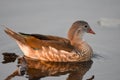 A picture of a male Mandarin duck that has finished molting its feathers for the summer. Royalty Free Stock Photo