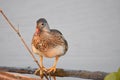 A picture of a male Mandarin duck that has finished molting its feathers for the summer. Royalty Free Stock Photo