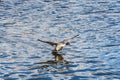 A picture of male pintail duck touching down to the lake.