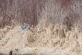 A picture of a male pintail touching down to the lake.