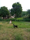 In this picture, a man is cutting grass with a goat Royalty Free Stock Photo