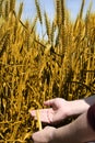 Picture of man hand is holding wheat fields for punjabi culture Royalty Free Stock Photo