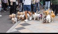man walking with lot of dogs in Tokyo, Japan