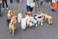 man walking with lot of dogs in Tokyo, Japan