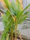 picture of mango turmeric as a complement to cooking spices on people's pages